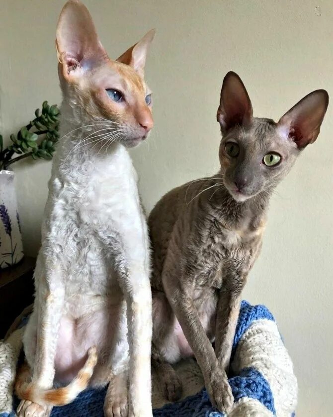 Кот породы корниш фото Cornish Rex ❤ Милые котики, Кошки девон рекс, Хорьки