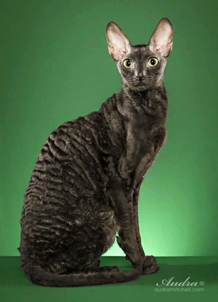 Кот породы корниш фото Pin by nieyusro on Cornish rex Beautiful cats, Cat breeds, Cute cats