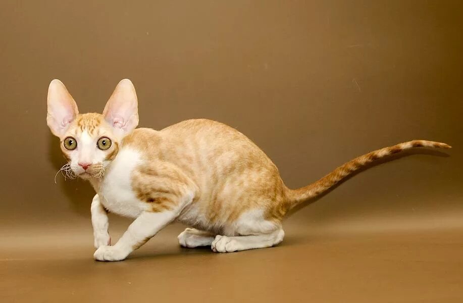 Кот породы корниш фото Корниш-рекс котята - эксклюзивное предложение - Москва: Корниш-рекс котят предла