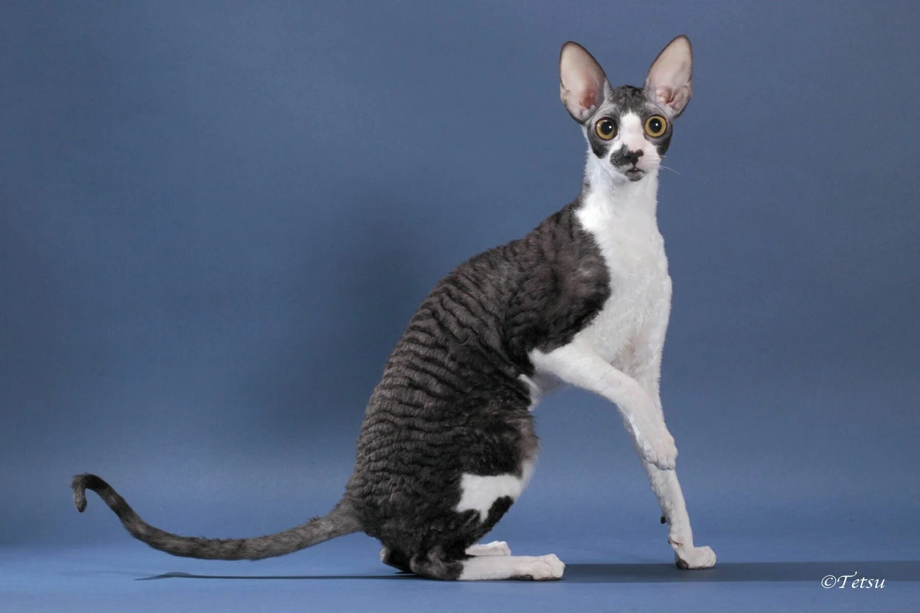 Кот породы корниш фото Pin by Инна Косорукова on породы кошек Cornish rex, Devon rex cats, Cornish rex 