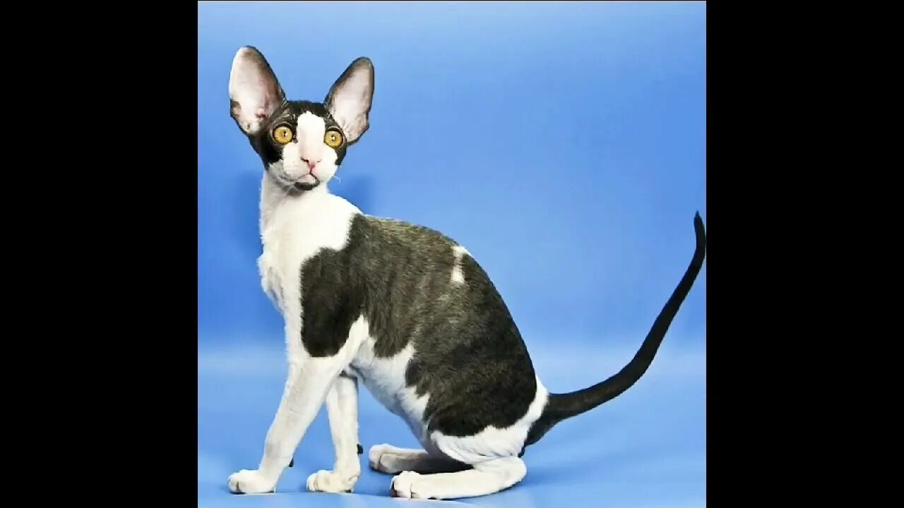 Кот породы корниш фото Cornish Rex cat breed! - YouTube
