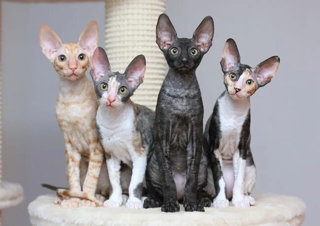 Кот породы корниш фото Te contamos como es la raza de gato Cornish rex Cornish rex, Razas de gatos, Gat