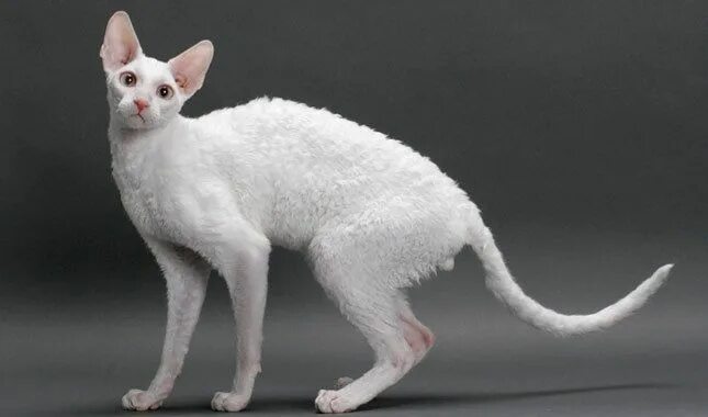 Кот породы корниш фото Cornish Rex Rex cat, Cornish rex cat, Cornish rex