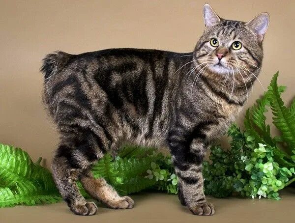 Кот породы курильский бобтейл фото Kuril bobtail - a cat with a fluffy pompon instead of a tail.