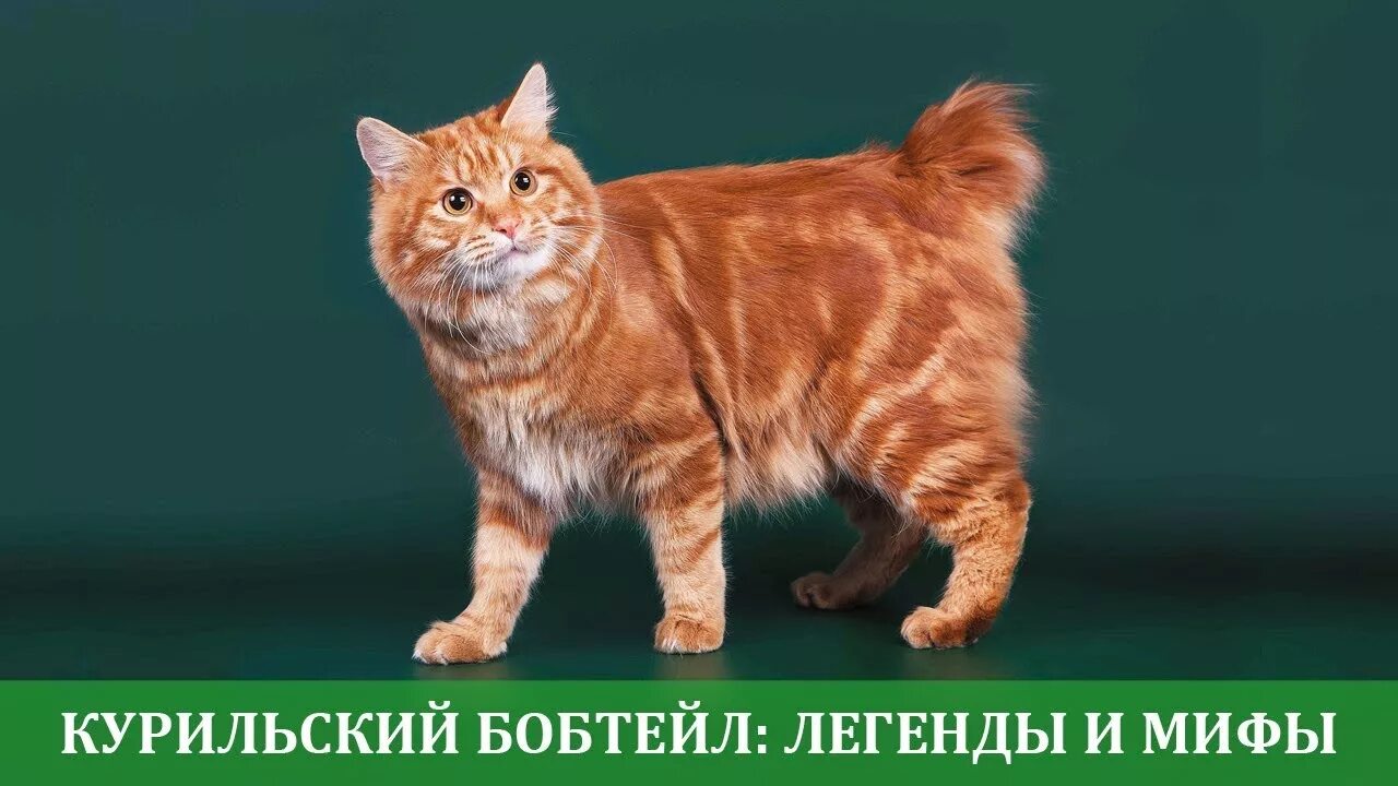 Кот породы курильский бобтейл фото Курильский бобтейл легенды и мифы - YouTube