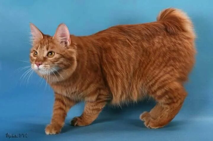 Кот породы курильский бобтейл фото Pin by natalia atallah on animals Beautiful cats, Bobtail cat, Cat breeds