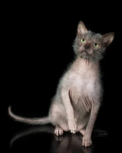 Кот породы ликой фото black (roan) Lykoi cat, Beautiful cats, Best cat breeds