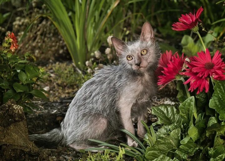 Кот породы ликой фото Meet the Lykoi: An Odd New Breed of "Werewolf" Cats Werewolf cat, Lykoi cat, Lyk