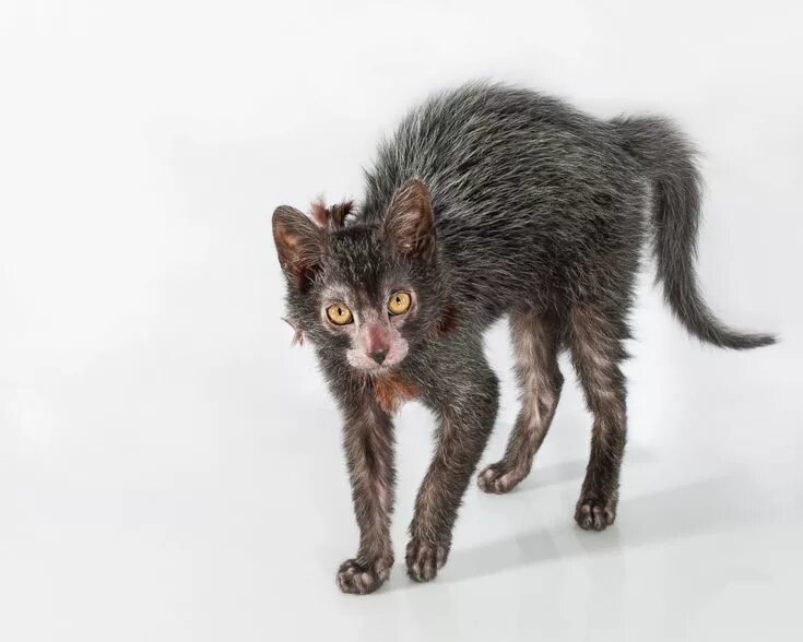 Кот породы ликой фото so #ugly it's #cute!There is a #breed of #cat which resembles a #werewolf. The L