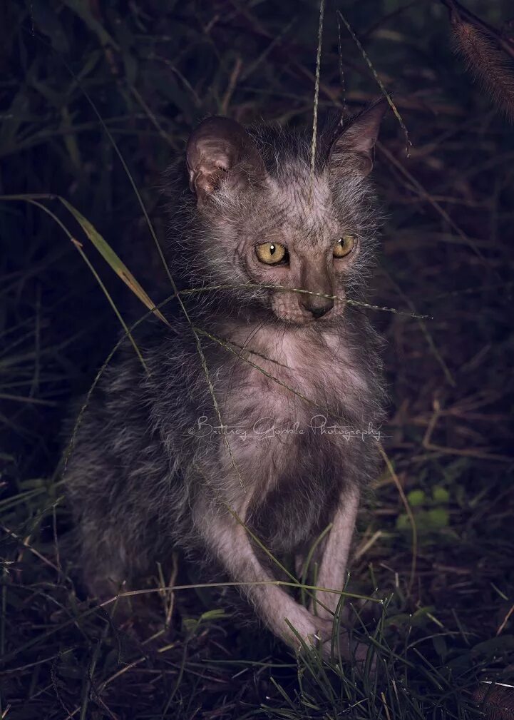 Кот породы ликой фото Meet the Lykoi: An Odd New Breed of "Werewolf" Cats Werewolf cat, Lykoi cat, Cat
