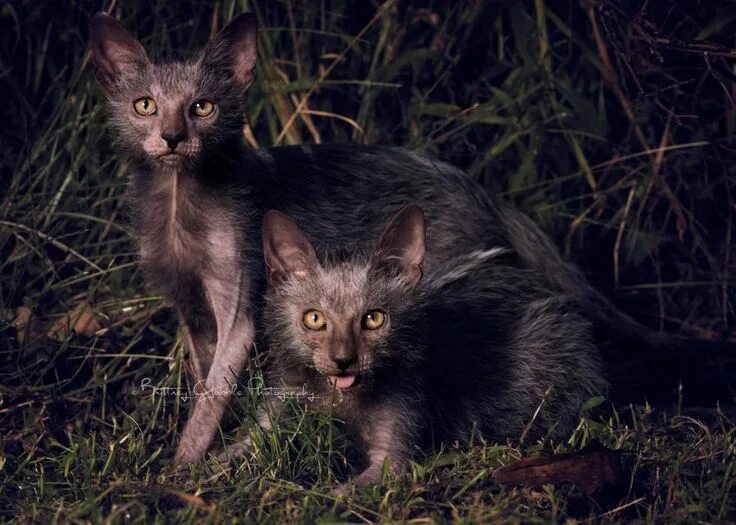 Кот породы ликой фото Meet the cat breed that looks like a werewolf Lykoi cat, Werewolf cat, Cat breed