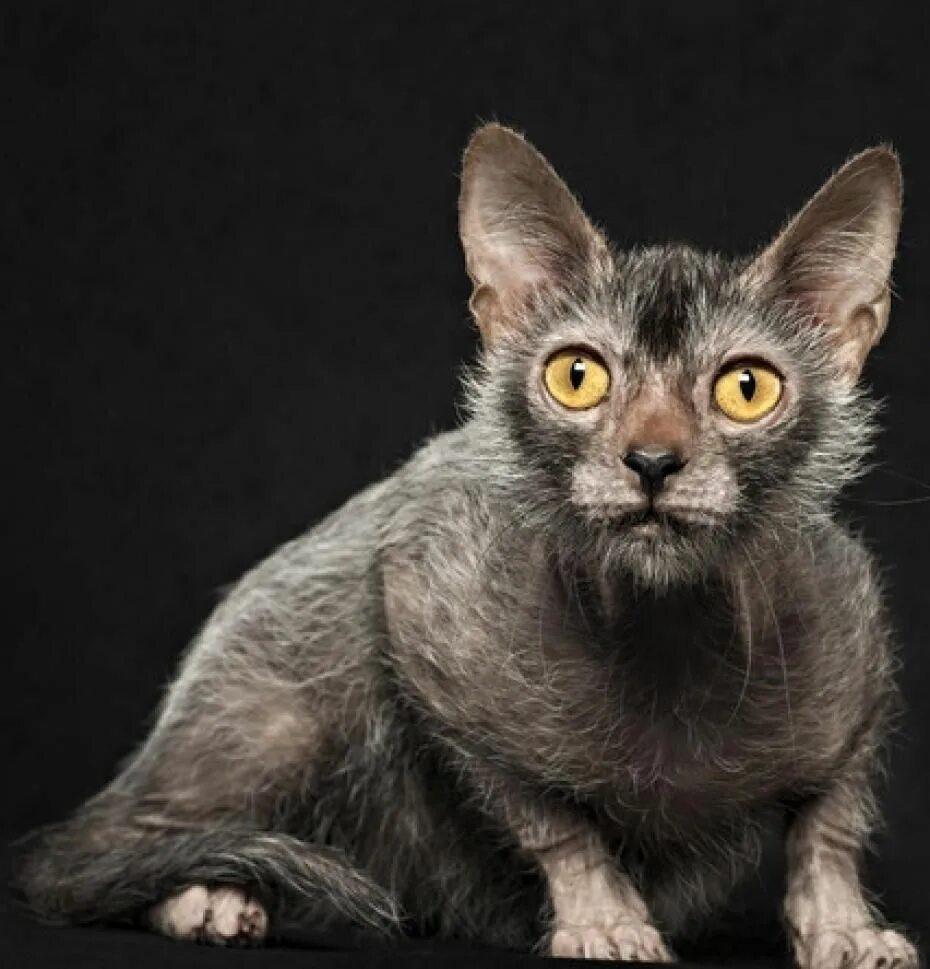 Кот породы ликой фото CULTURE Vanity Fair Lykoi cat, Rare cats, Werewolf cat