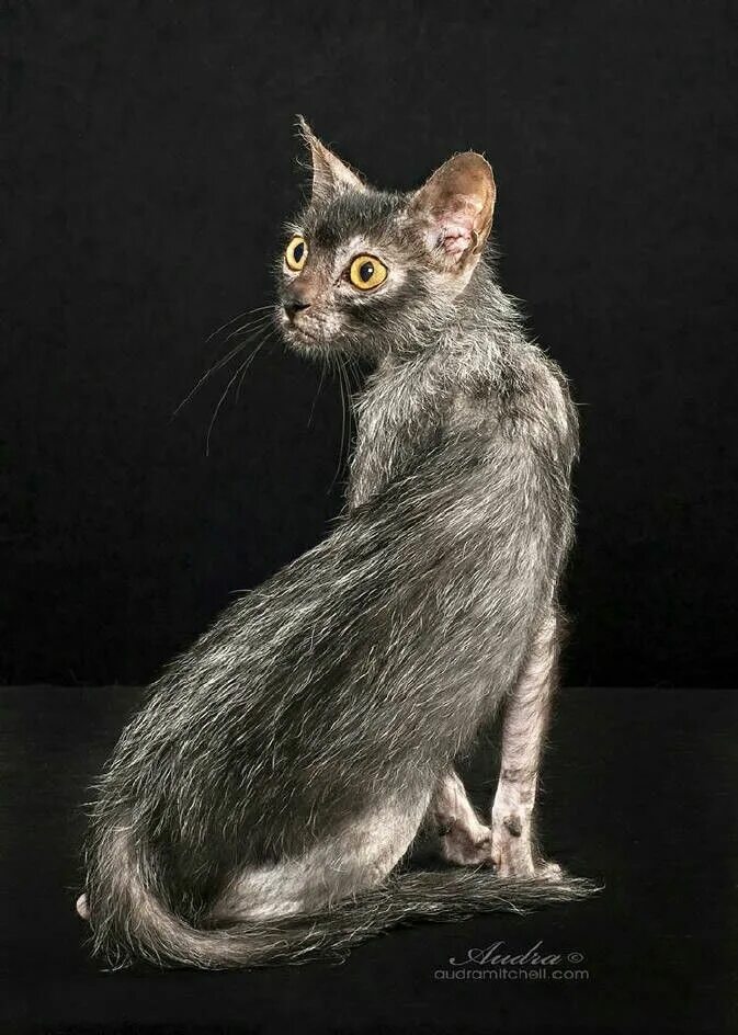 Кот породы ликой фото Pin by Mirza Itziar on Different is beautiful Lykoi cat, Beautiful cats, Pretty 