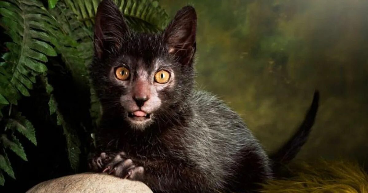 Кот породы ликой фото There’s a "wolfcat" roaming around and it’s about to blow your freaking mind Pet