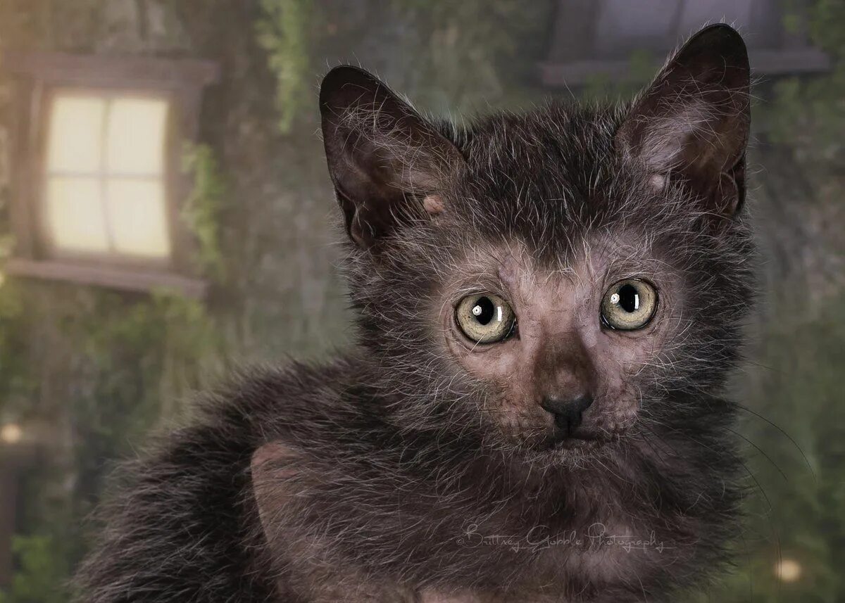 Кот породы ликой фото The Lykoi, also called the 'Werewolf cat', is a natural mutation from a domestic