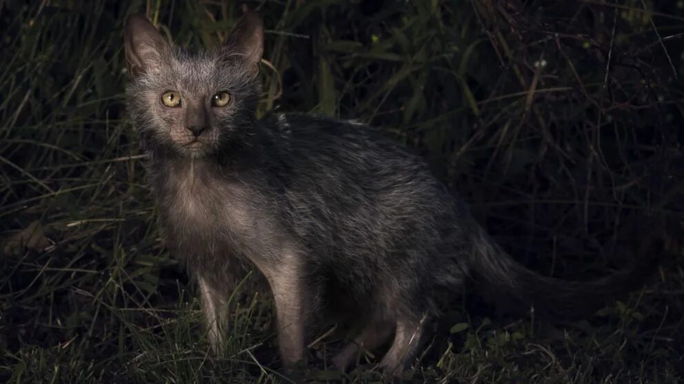 Кот породы ликой фото Werewolf' Cats Exist...and You Can Own One - ABC News