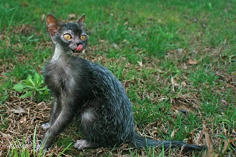 Кот породы ликой фото lykoi images Lykoi cat, Cat breeds, Kitten breeds
