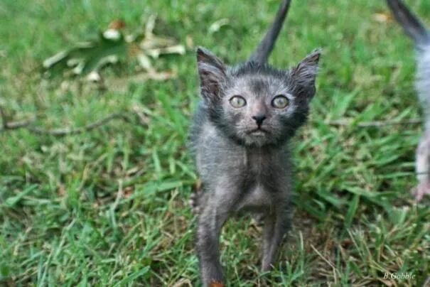 Кот породы ликой фото Pin by Barbara Long on Cute Kitties Werewolf cat, Lykoi cat, Kitten breeds