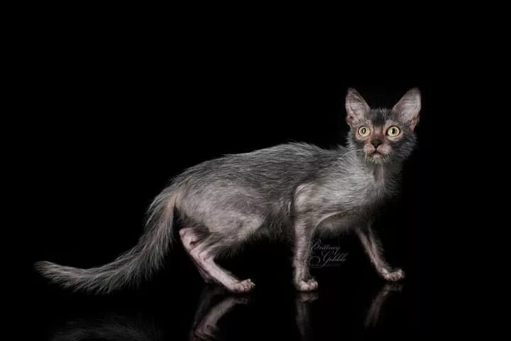 Кот породы ликой фото Lykoi Cats THE WEREWOLF CAT Haft Cat Haft Wolf Lykoi cat, Werewolf cat, Cat bree
