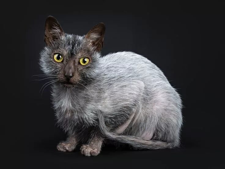 Кот породы ликой фото This Werewolf Cat Breed - Lykoi - Acts Like a Dog Lykoi cat, Werewolf cat, Cat b