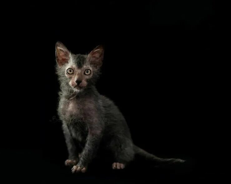 Кот породы ликой фото Werewolf Cats' Are A SPooky New Breed Of Feline