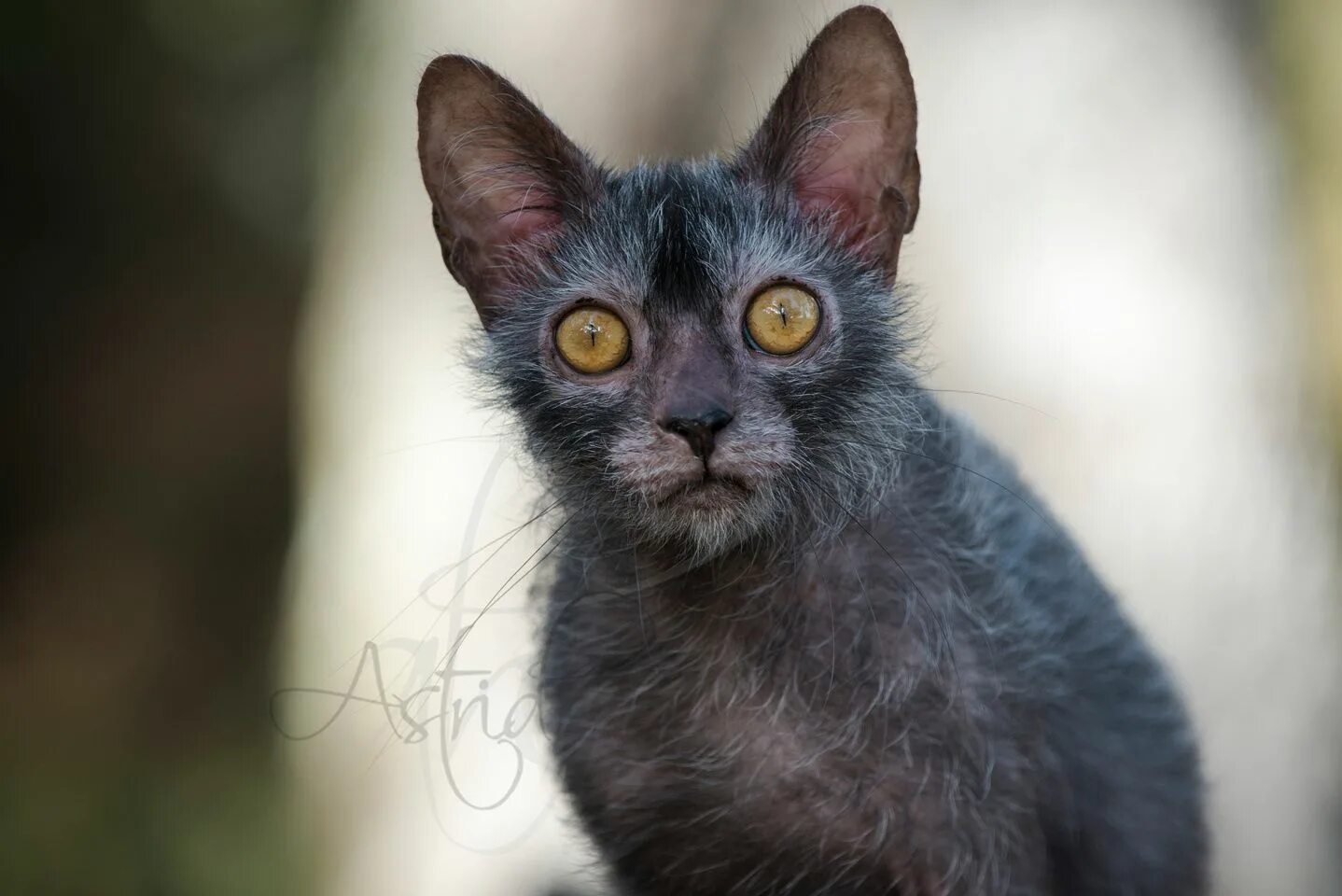 Кот породы ликой фото King Artemis lykoi Meow Cats, Types of cats, Lykoi cat