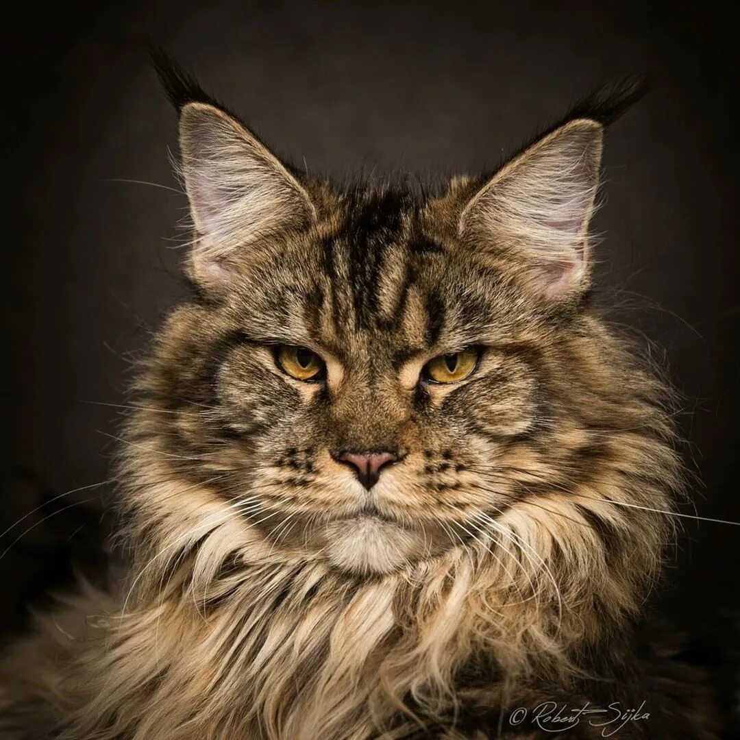 Кот породы мэйкун фото Pin on Cat