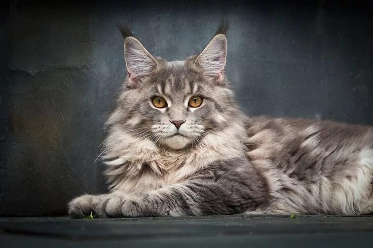 Кот породы мэйкун фото Pin on Maine ❤ Coon ❤