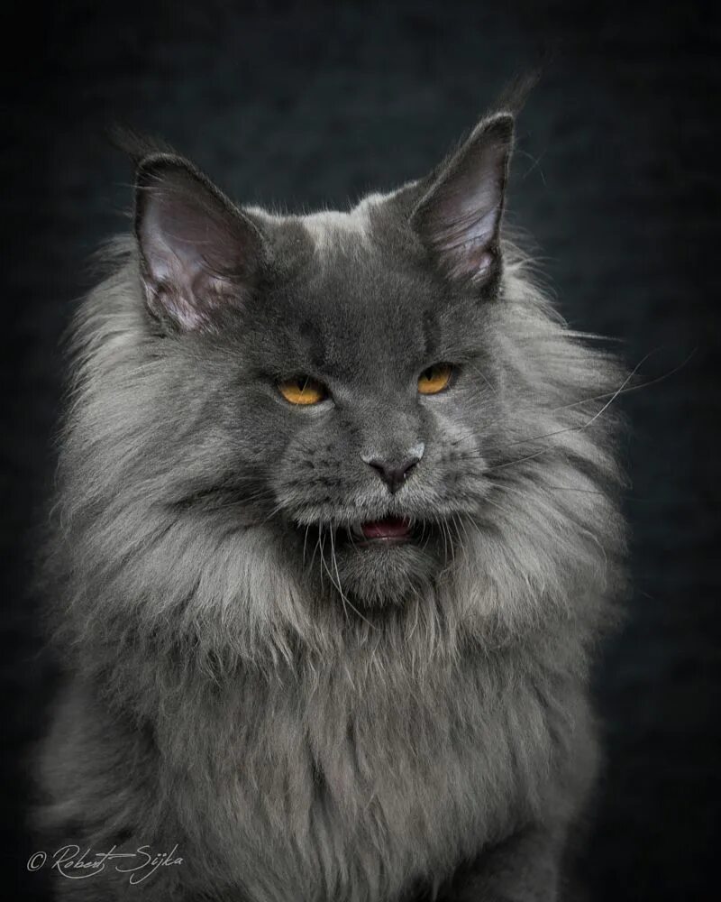 Кот породы мэйкун фото цена Pin on felinos