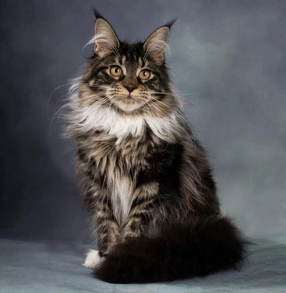 Кот породы мэйкун фото цена Pin on Maine ❤ Coon ❤