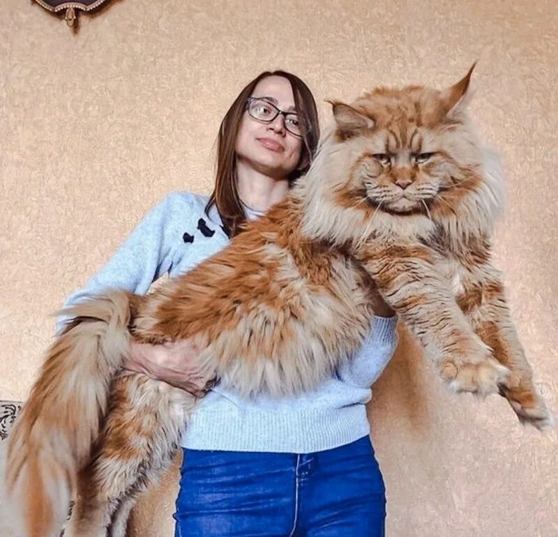 Кот породы мэйкун фото цена Мейн-кун - это отдельный вид искусства)