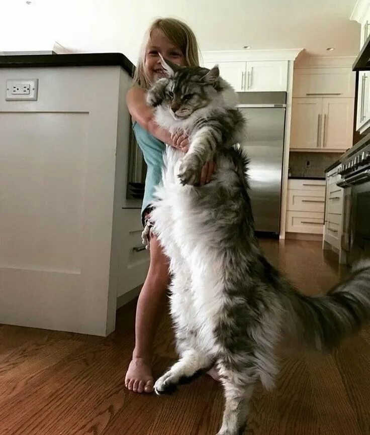 Кот породы мейн кун фото Очень длинные коты Мейн кун, Сумасшедшие кошки, Милые котики