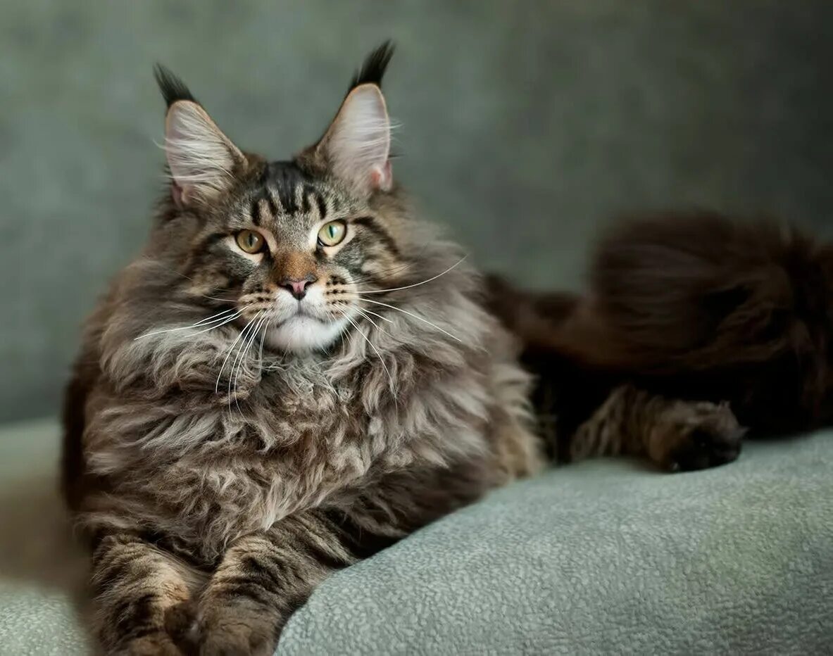 Кот породы мейн кун фото и цена Pin on Maine Coon Cat
