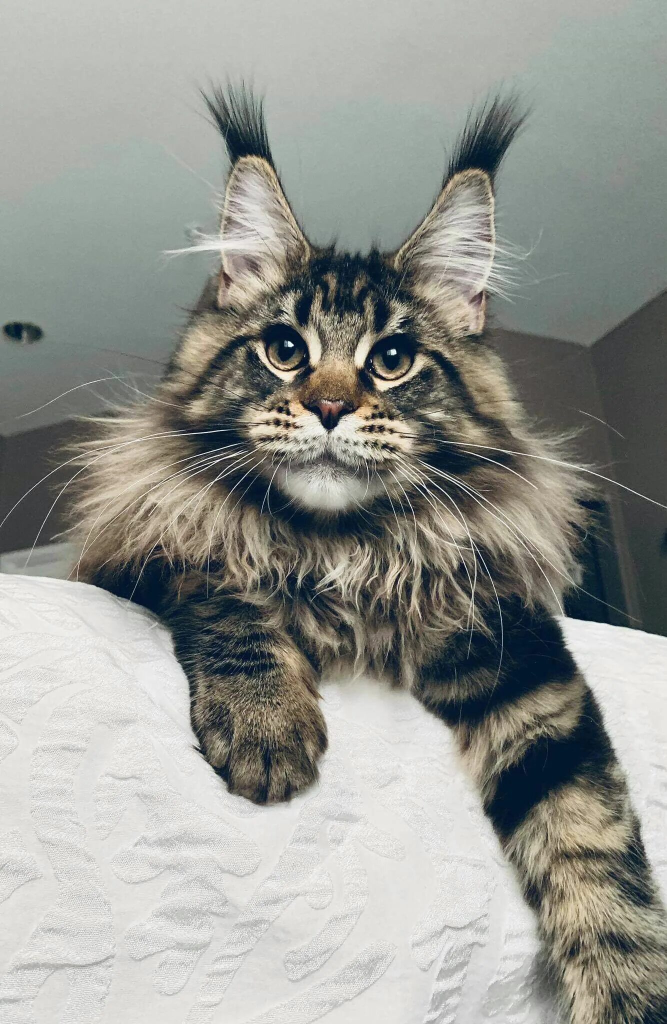 Кот породы мейн кун фото и цена Pin on Cute Cats