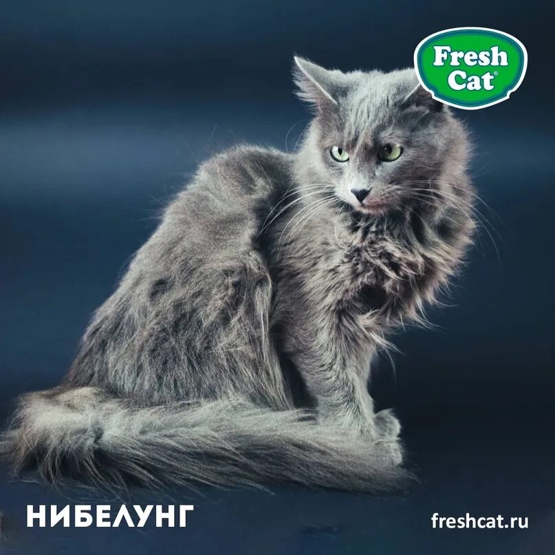 Кот породы нибелунг фото НИБЕЛУНГ Нибелунги были созданы в результате скрещивания русской голубой кошки с