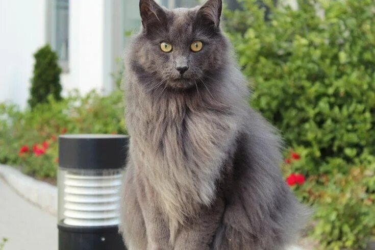Кот породы нибелунг фото Nebelung Cats Breed - Information, Temperament, Size & Price Pets4Homes Nebelung