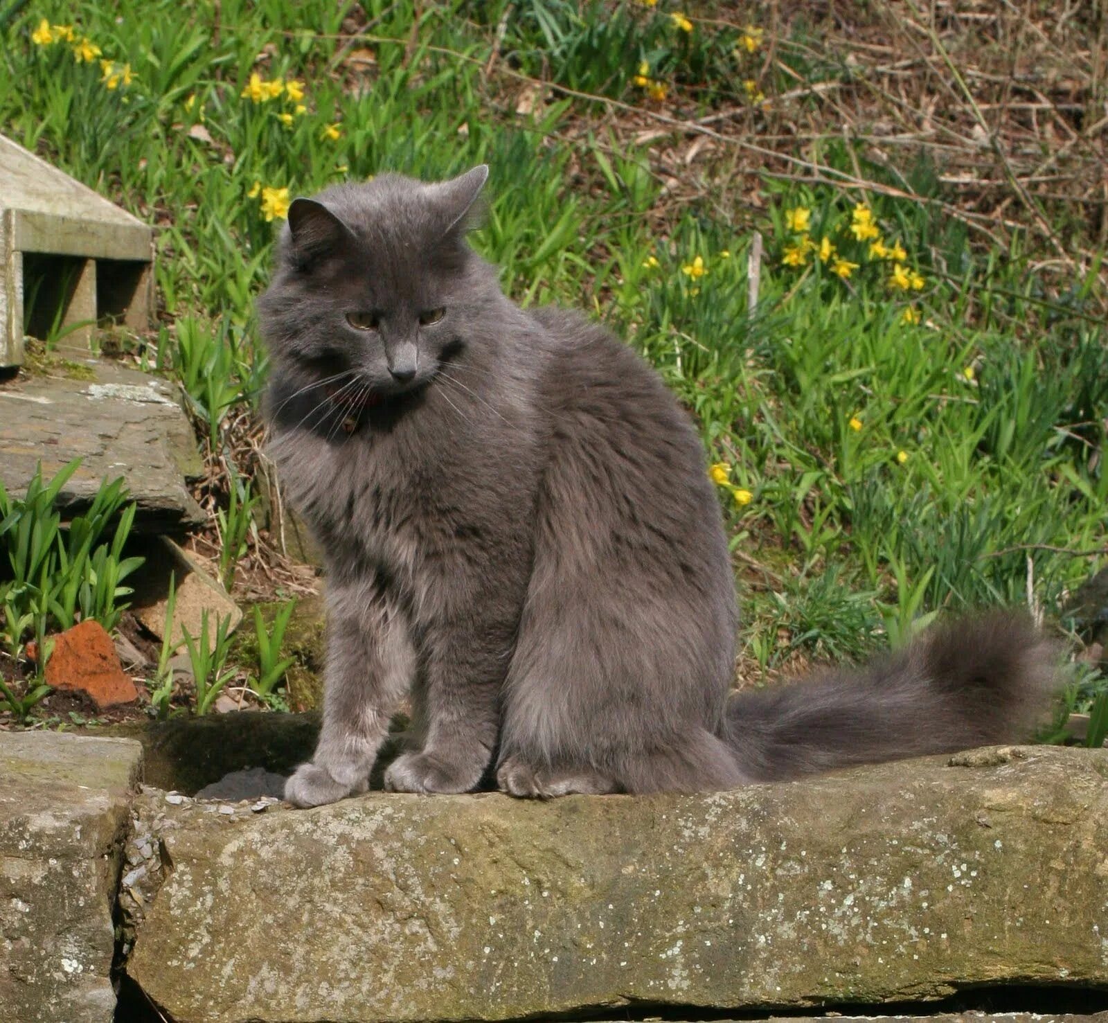 Кот породы нибелунг фото Nebelung Cat Photos Nebelung cat, Nebelung, Cat breeds
