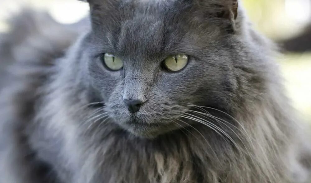 Кот породы нибелунг фото Нибелунг (Nebelung cat) - ЗВЕРОТЕКА.РУ