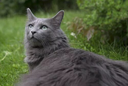 Кот породы нибелунг фото Gato Nebelung Nebelung cat, Nebelung, Cat breeds