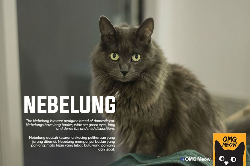 Кот породы нибелунг фото 30 Of The Most Popular Cat Breeds And Their Origins Popular cat breeds, Most pop