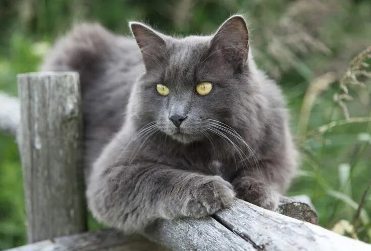 Кот породы нибелунг фото Кошка Нибелунг (фото): Дымчатый красавец с хорошими манерами Смотри больше http: