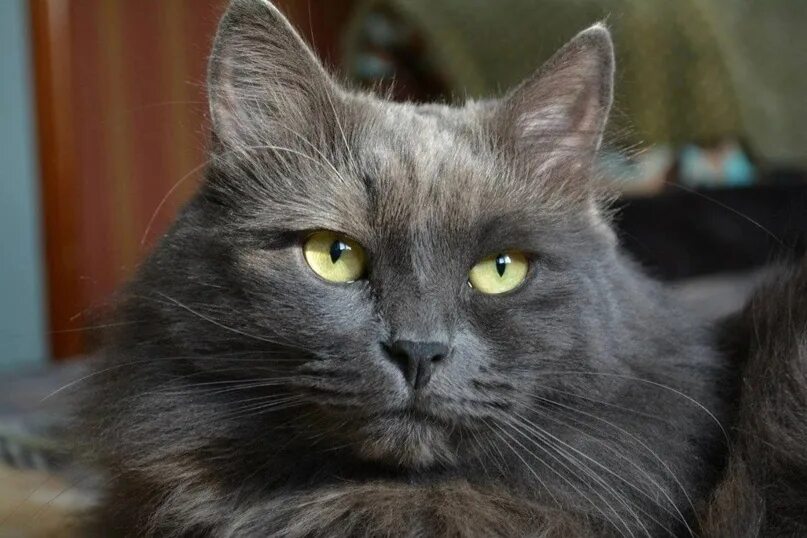 Кот породы нибелунг фото Женщина раздаёт котят породы Нибелунг. Возраст от 1.5 мес до года. Телефон 375 3