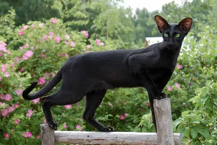 Кот породы ориентал фото Black Cats Haunted By Superstitions (and a Few Safety Tips for all of Your Pets)