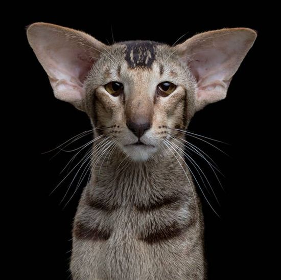 Кот породы ориентал фото Jackie Boyd (boydjackie390) - Profile Pinterest