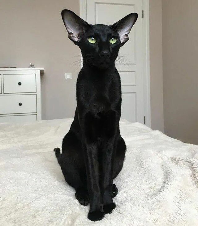 Кот породы ориентал фото Pin by Yen on insp Oriental cat, Oriental shorthair cats, Cats