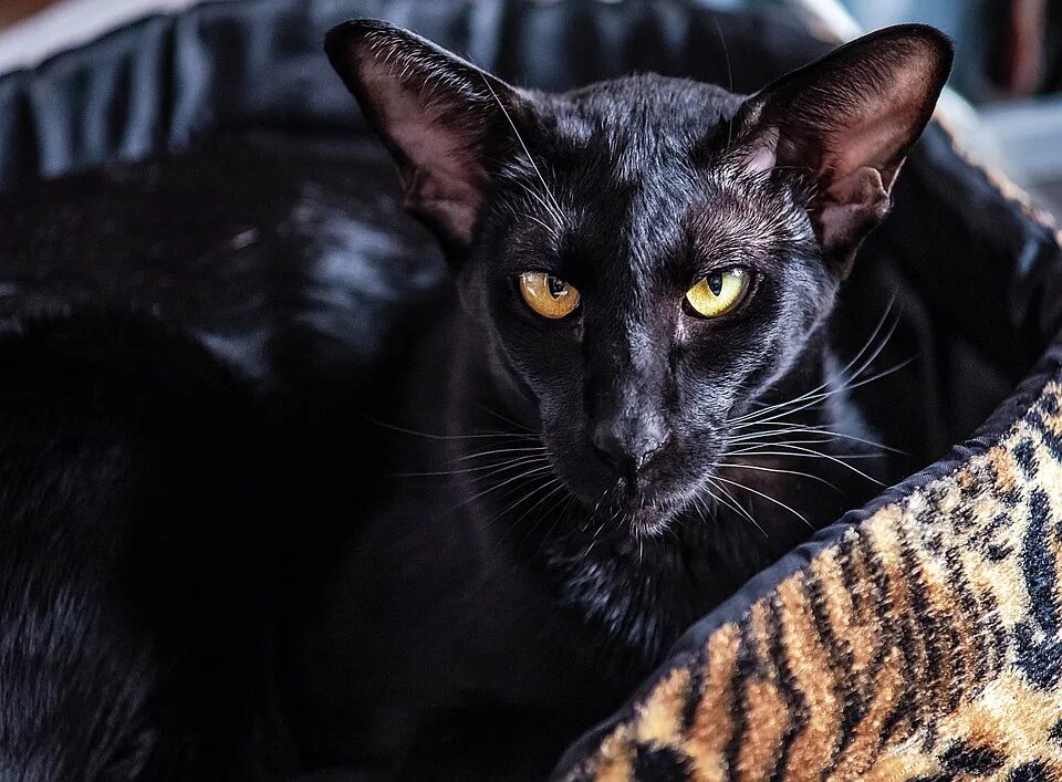 Кот породы ориентал фото 100+ Black Cat Names: Unique & Fun Ideas - Catster
