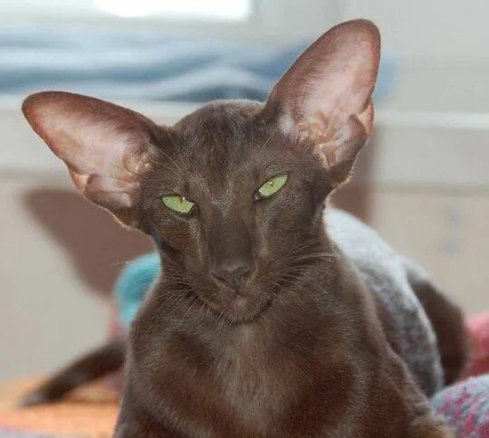 Кот породы ориентал фото Cat-Cat-Cat Факты о кошках, Котята, Кошки и котята