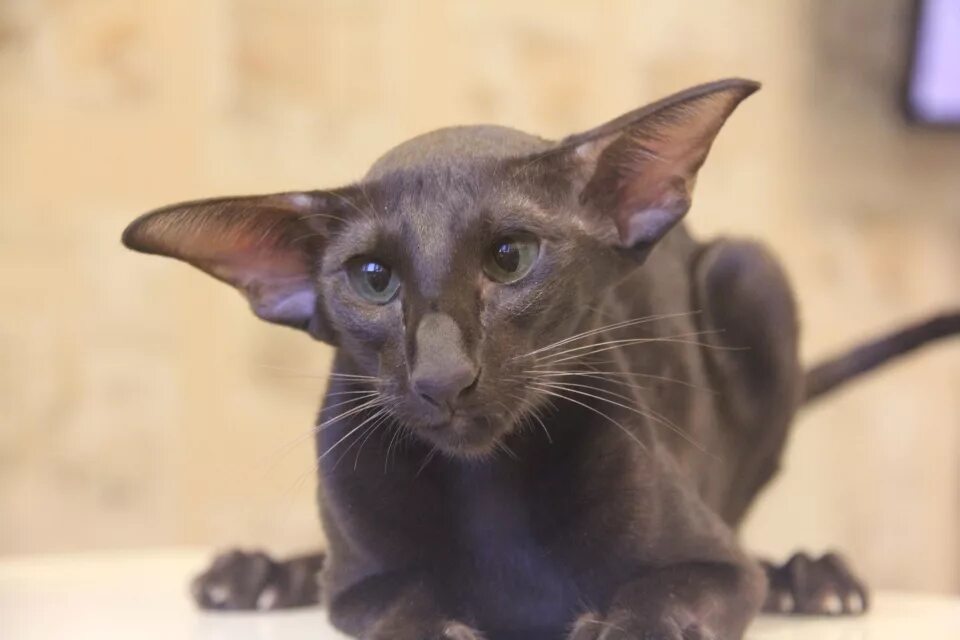 Кот породы ориентал фото Кошки - Юта (Utah Hathor) - Eastward-cats