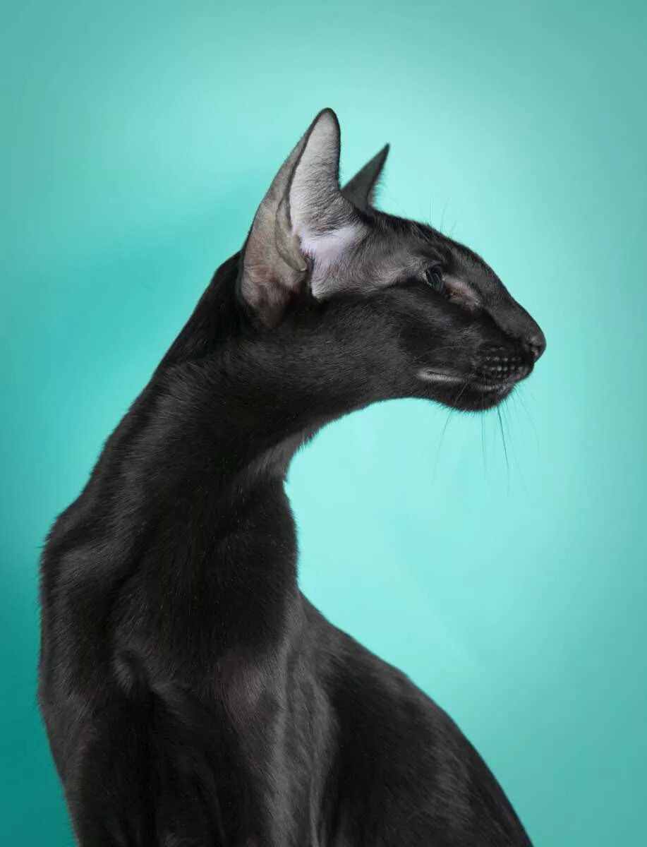 Кот породы ориентал фото цена Simona F. Catori - ориентальная кошка, окрас черный, фотографии в апреле 2014 г.