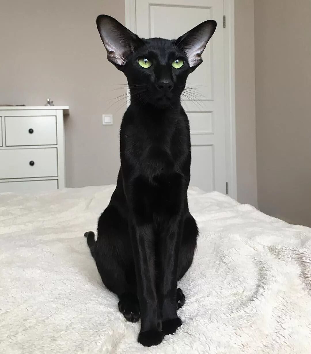 Кот породы ориентал фото цена Pin on Feline